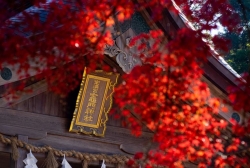 竈門神社 紅葉